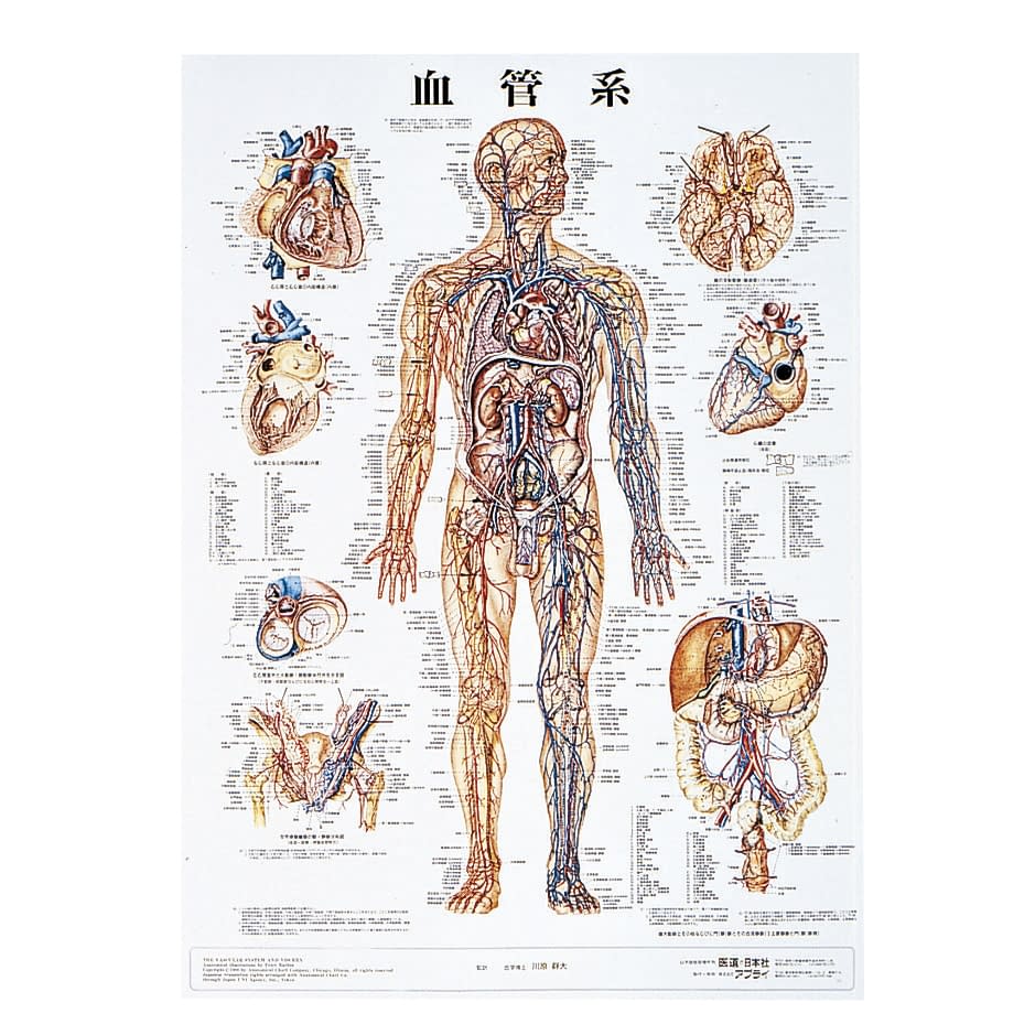 人体解剖学チャート(ポスターサイズ) ポスターサイズ・ラミネート版 11-2230-0002 血管系M アプライ ラミネートバン