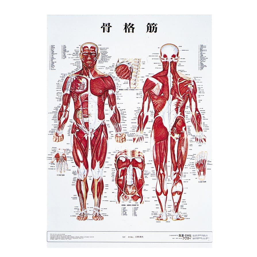 人体解剖学チャート(ポスターサイズ) ポスターサイズ・ラミネート版 11-2230-0003 骨格筋M アプライ ラミネートバン