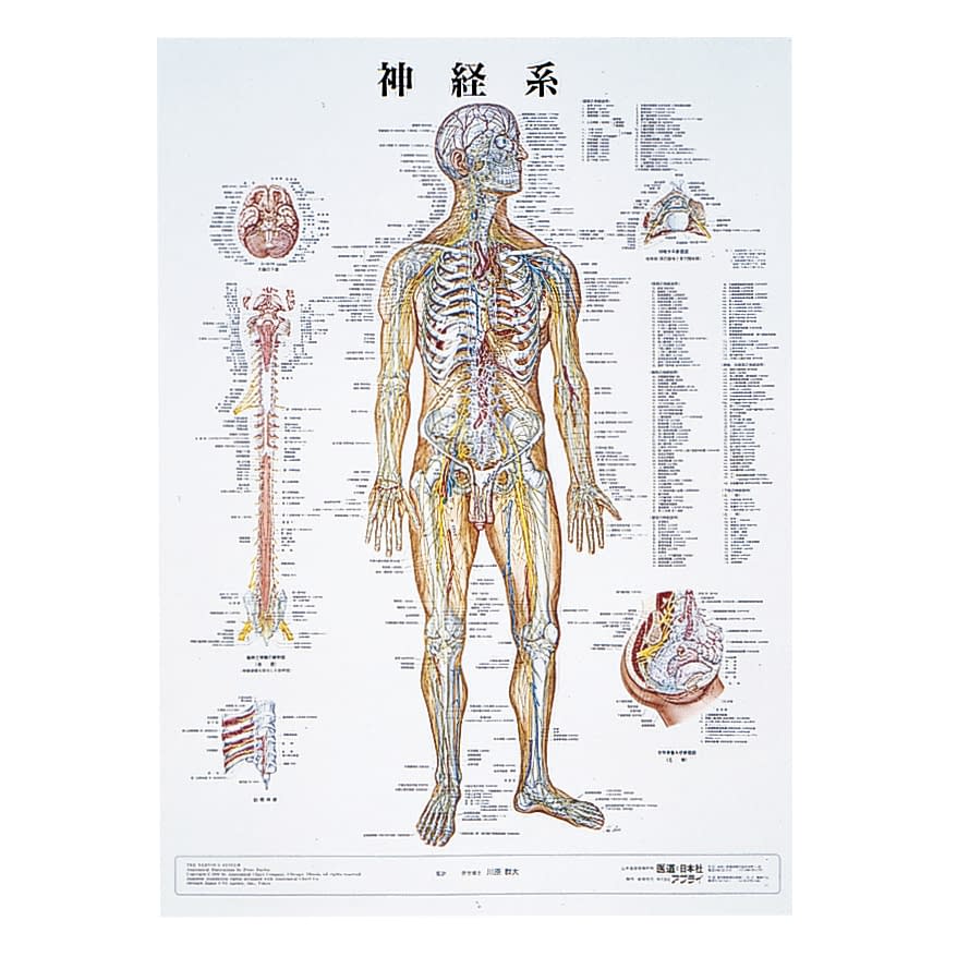 人体解剖学チャート(ポスターサイズ) ポスターサイズ・ラミネート版 11-2230-0004 神経系M アプライ ラミネートバン