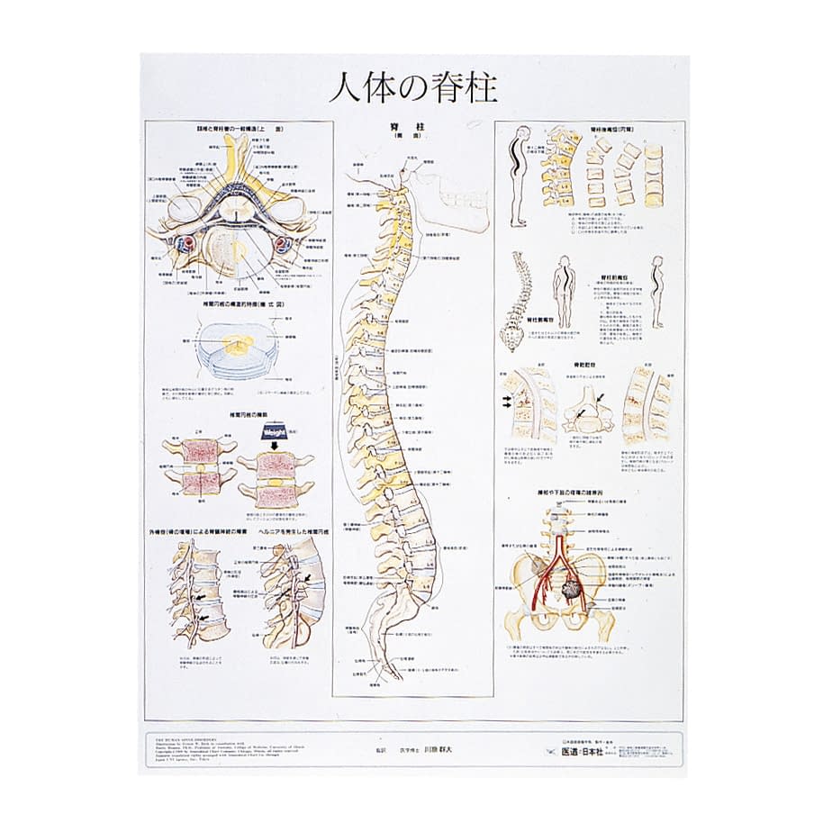 人体解剖学チャート(ポスターサイズ) ポスターサイズ・ラミネート版 11-2230-0012 人体の脊柱S アプライ ラミネートバン