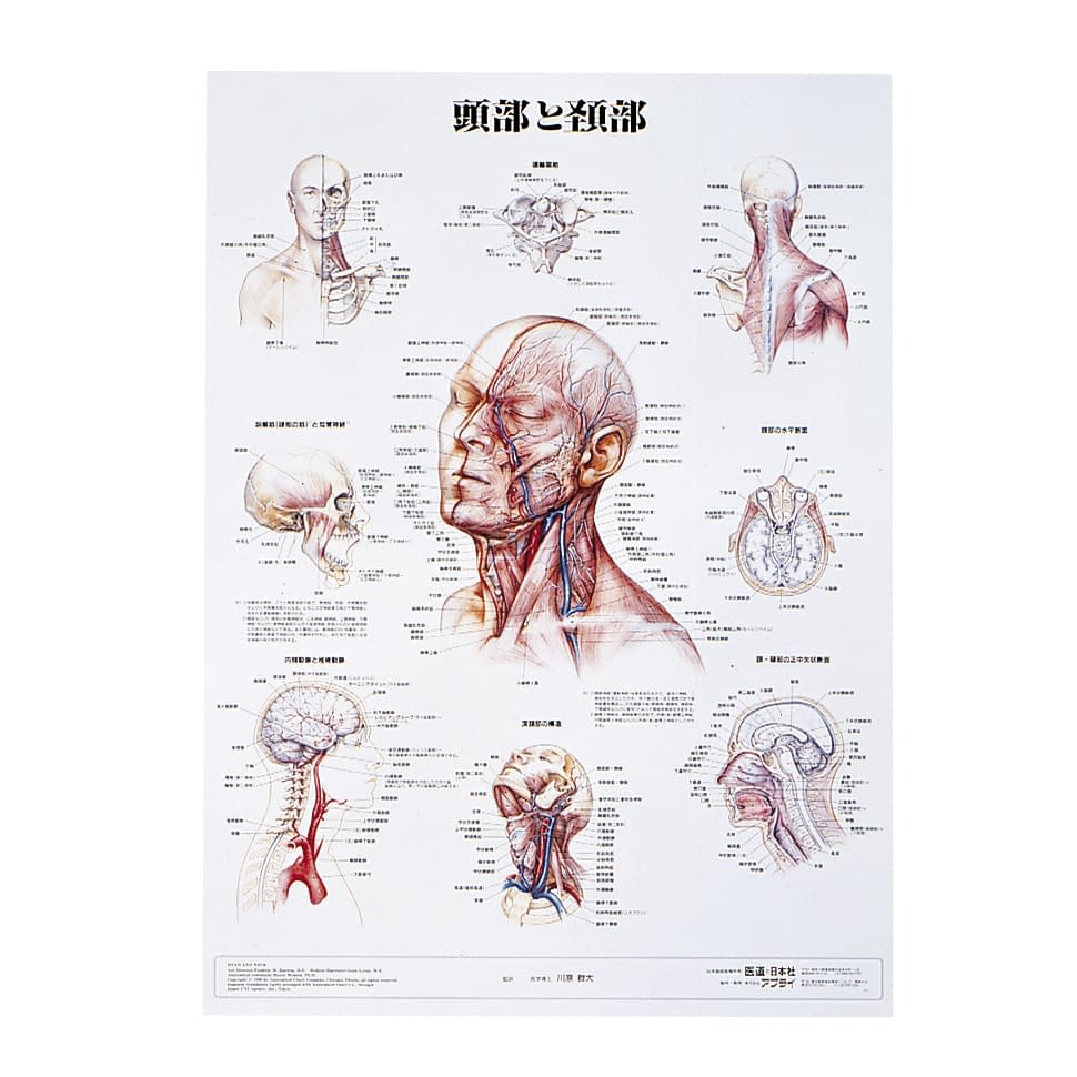 人体解剖学チャート(ポスターサイズ) ポスターサイズ・ラミネート版 11-2230-0014 頭部と頸部S アプライ ラミネートバン