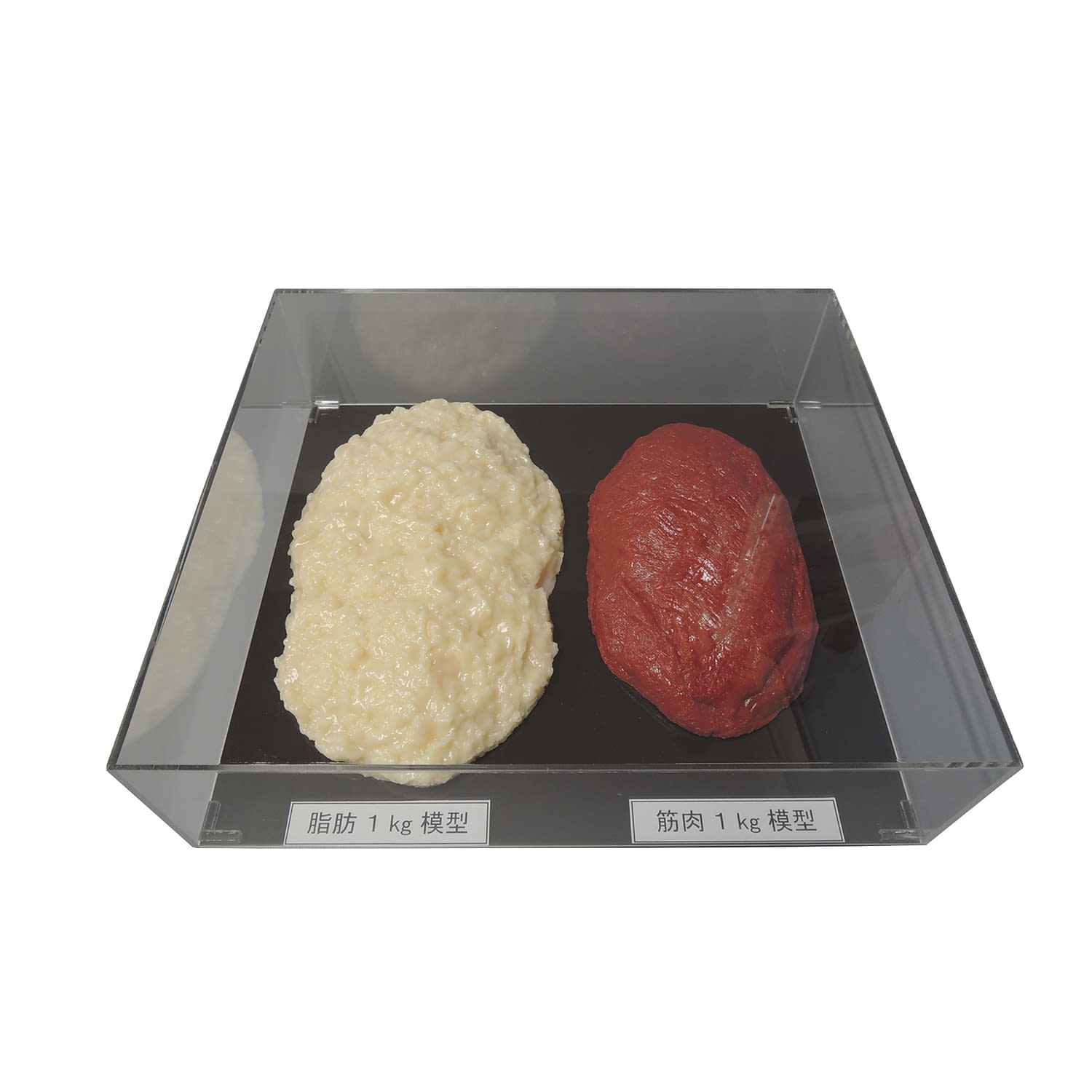 脂肪／筋肉対比セット(1Kg) 各1kg 24-8265-01 イワイサンプル SKT-010(アクリルケースツキ)